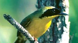 Common Yellowthroat by Brian Jerome of the Visual Learning Company